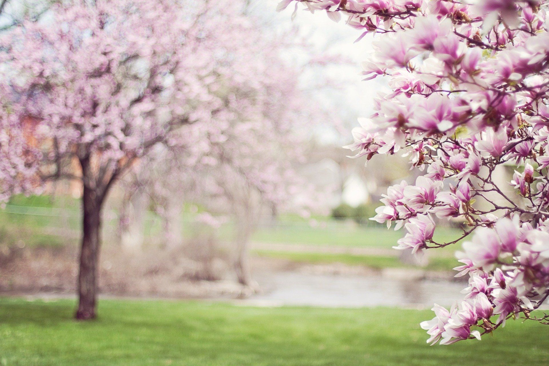 Til The Magnolias Bloom Roots Music Rambler Til The Magnolias Bloom Roots Music Rambler
